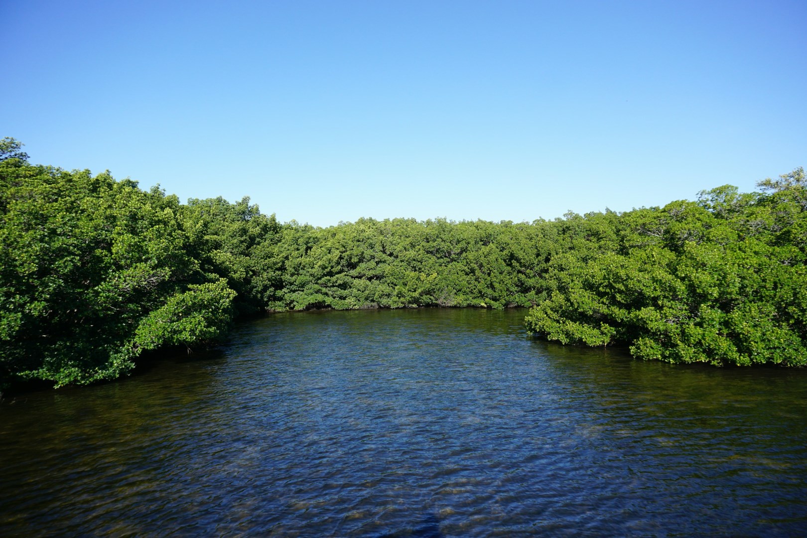  Photo Credit: Photo by The Tampa Bay Estuary Program on Unsplash