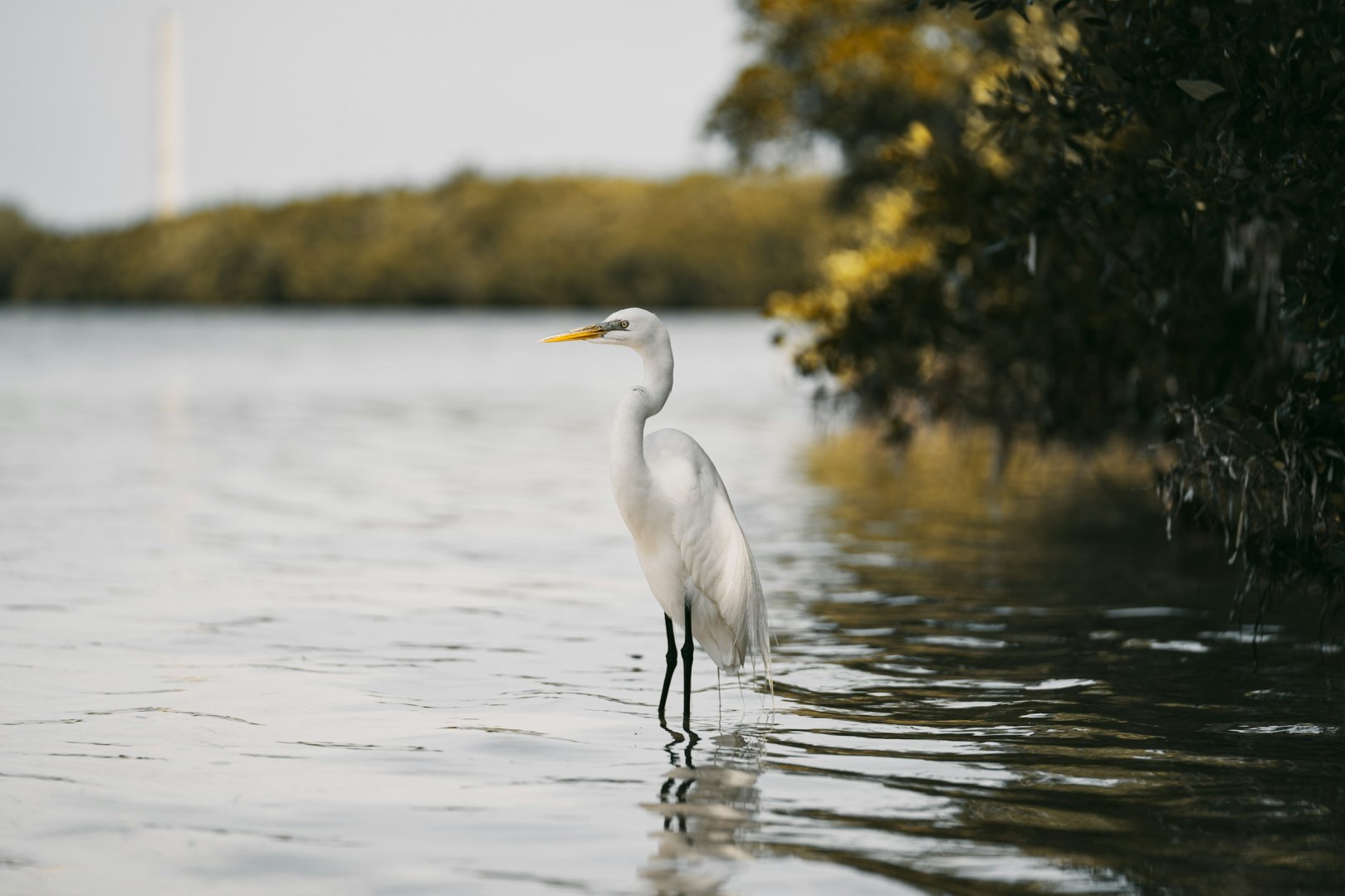 Tarpon Springs