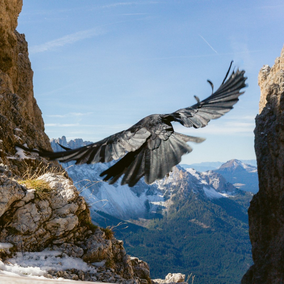  Photo Credit: Photo by Valdemaras D. on Unsplash