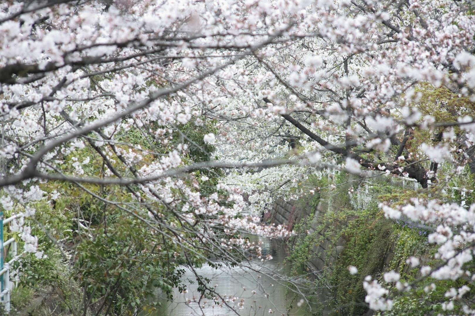 Chiba