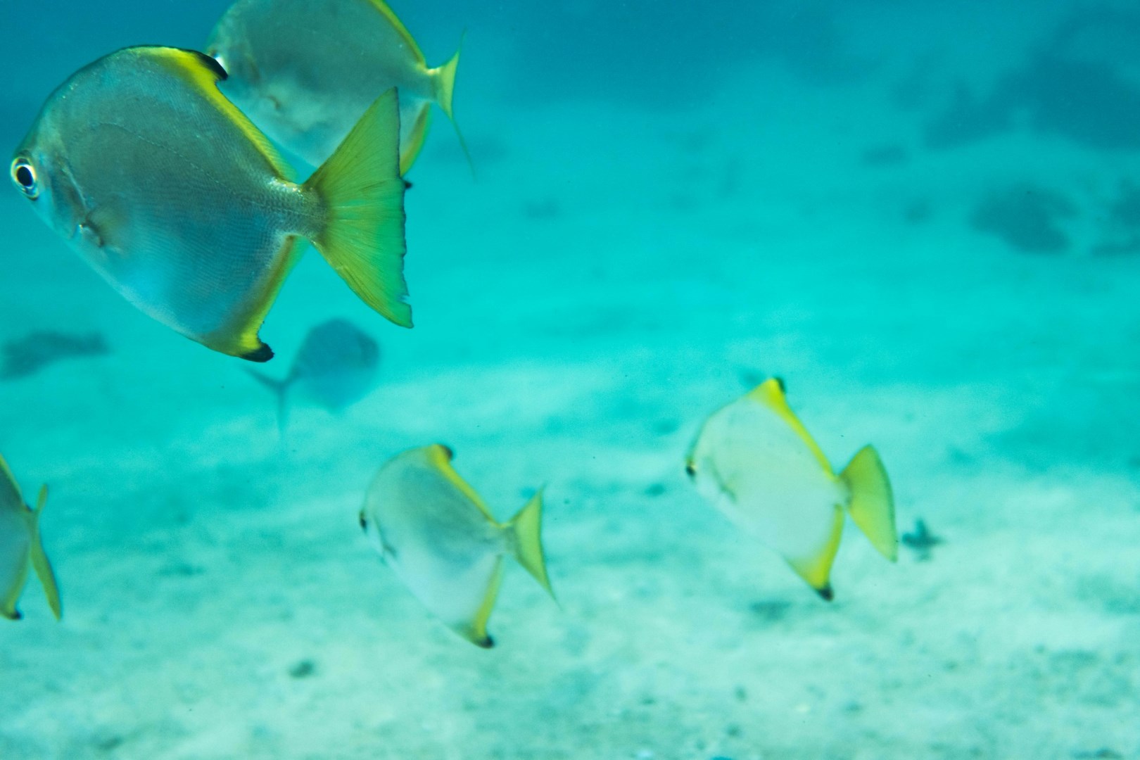 Diamond fish - Photo Credit: Photo by Michal B. on Unsplash
