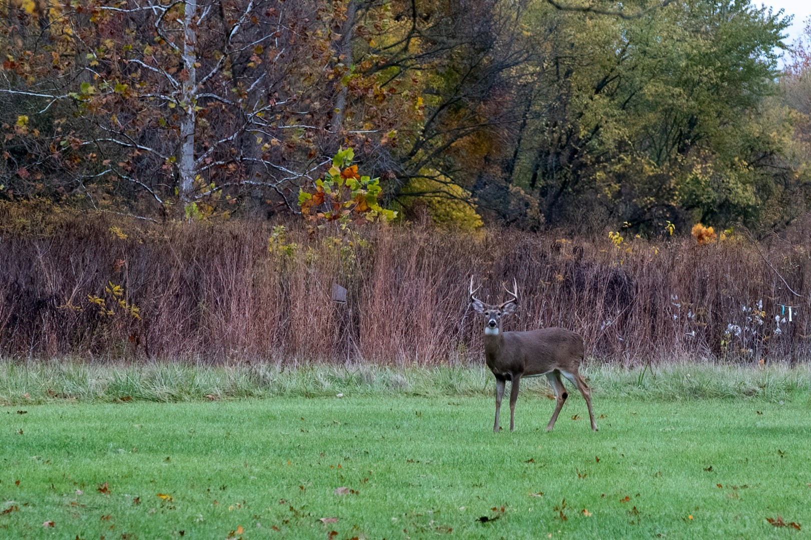 Side Cut Metropark - Photo Credit: Photo by Cathy Holewinski on Unsplash