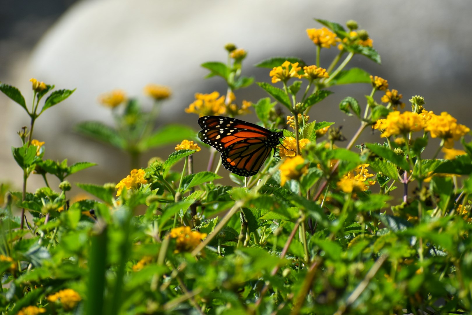  Photo Credit: Photo by Taylor Wright on Unsplash