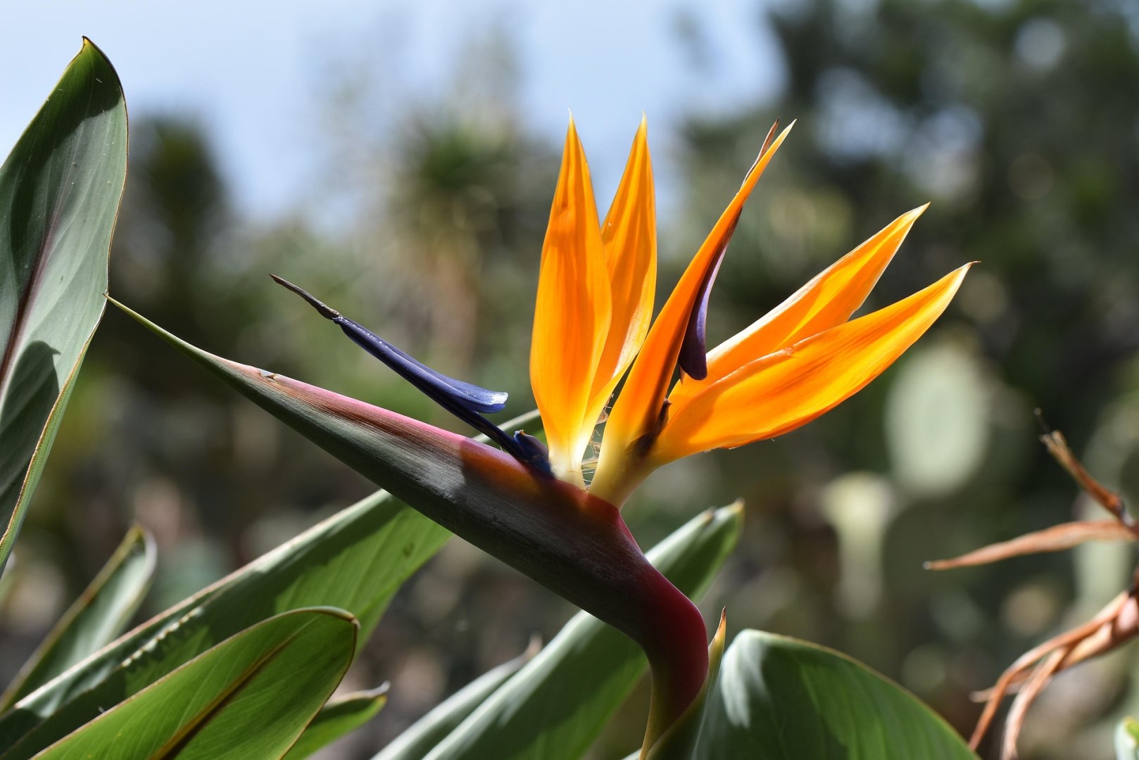  Photo Credit: https://pixabay.com/images/download/andpon-madeira-3386280_1920.jpg