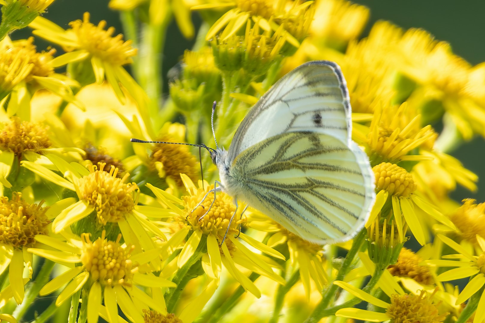  Photo Credit: Photo by Eva Kristensen on Unsplash