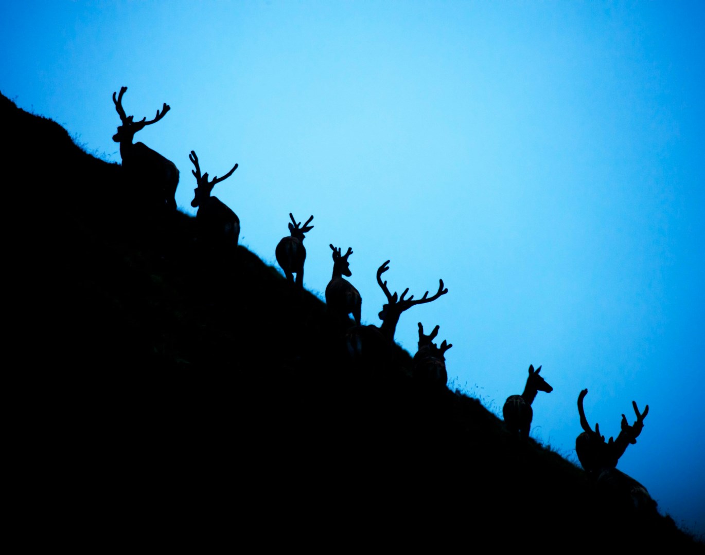  Photo Credit: Photo by martin bennie on Unsplash
