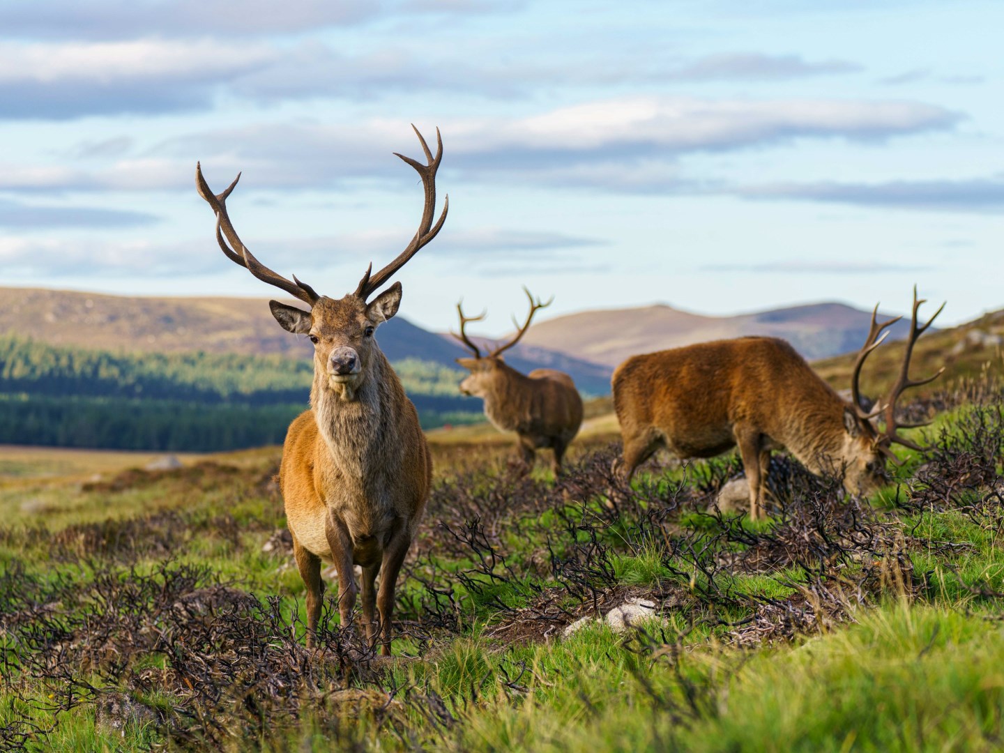  Photo Credit: Photo by martin bennie on Unsplash