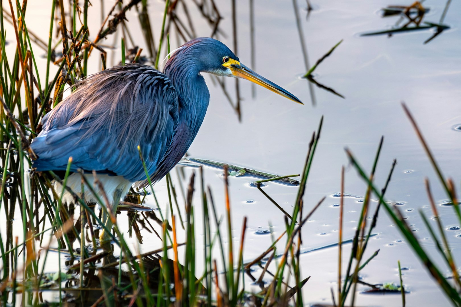 Tricolored Heron at Celery Fields - Photo Credit: Photo by Joseph Corl on Unsplash
