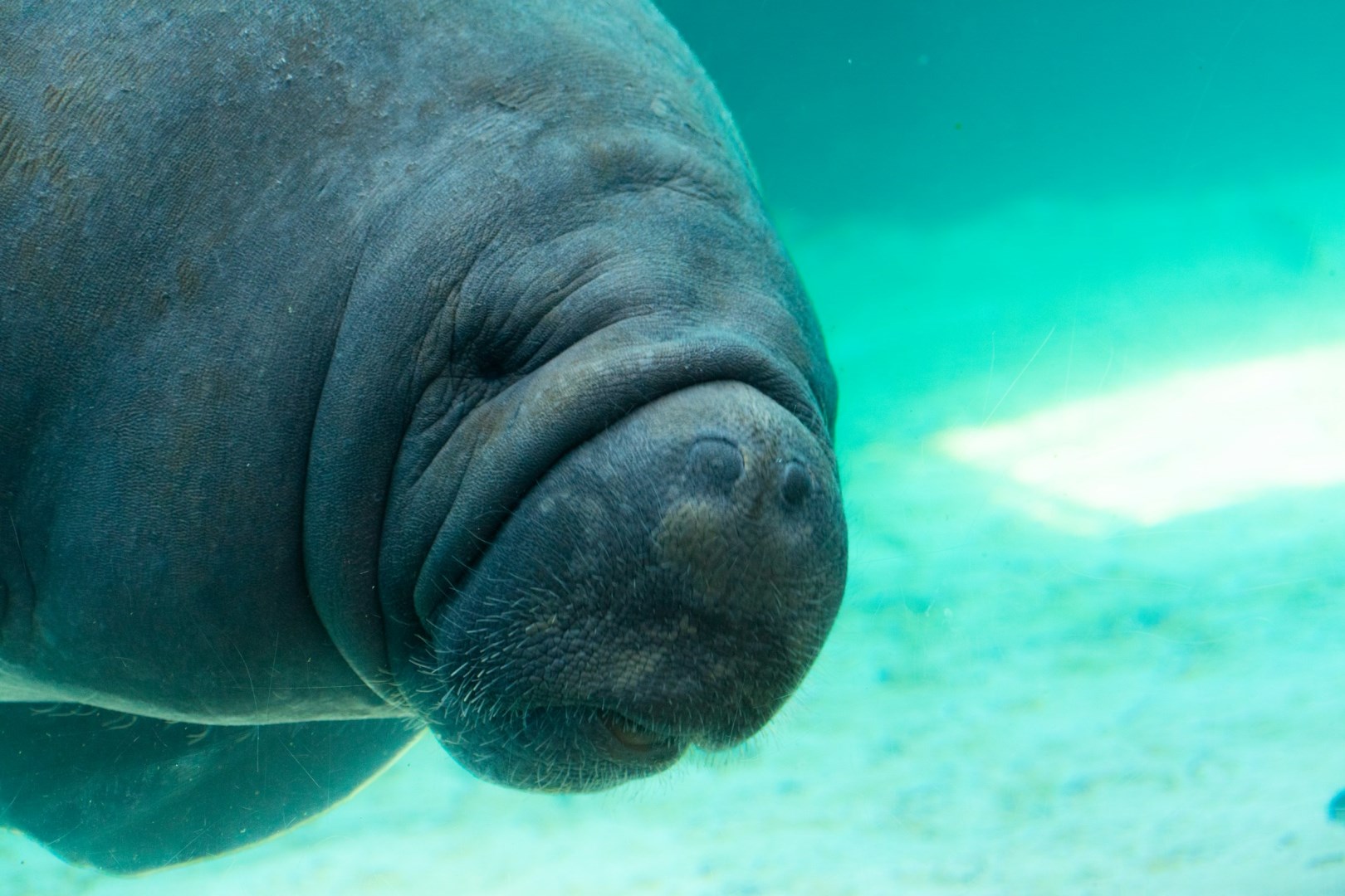 Mote Marine Laboratory & Aquarium - Photo Credit: Photo by Robin Teng on Unsplash