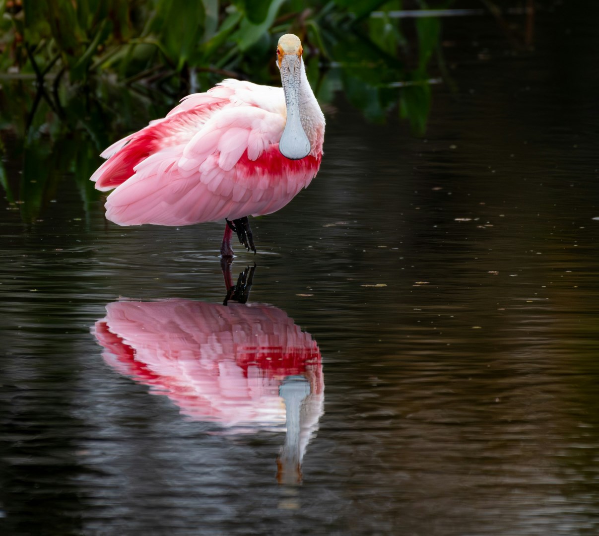 Spoonbill at Lakewood Ranch - Photo Credit: Photo by Joseph Corl on Unsplash