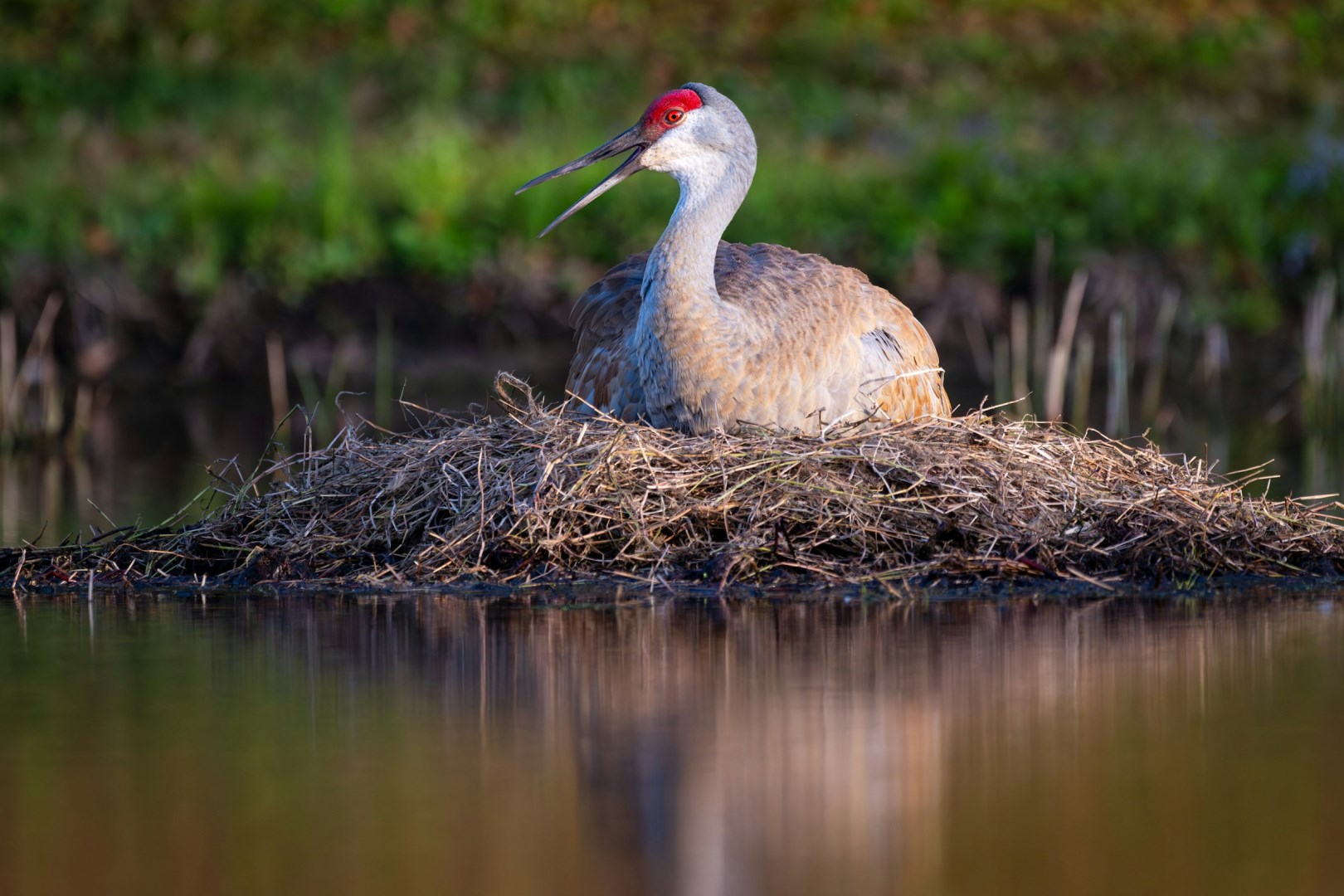 Sandhill Crane - Photo Credit: Photo by Joseph Corl on Unsplash