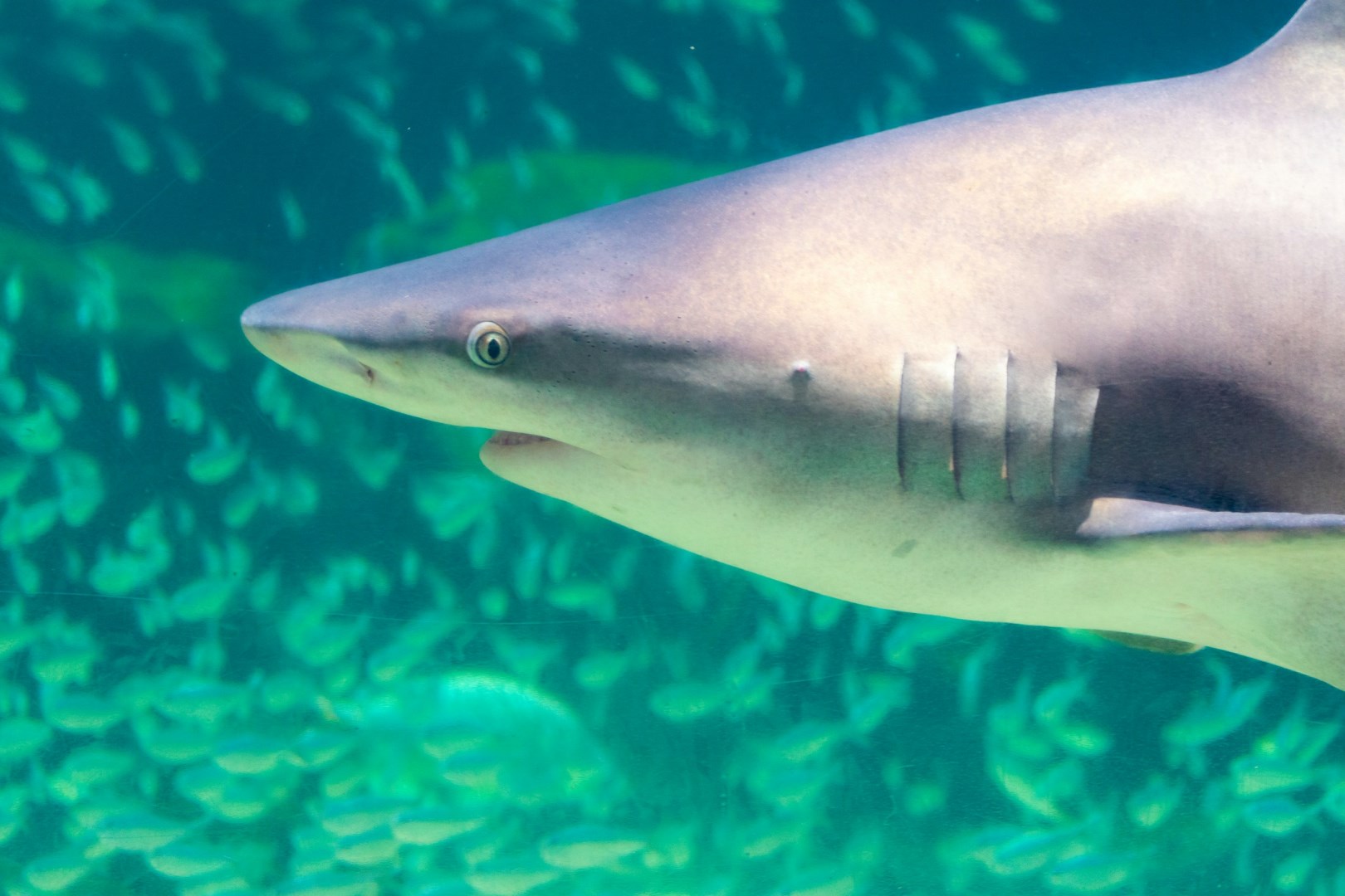 Mote Marine Laboratory & Aquarium - Photo Credit: Photo by Robin Teng on Unsplash