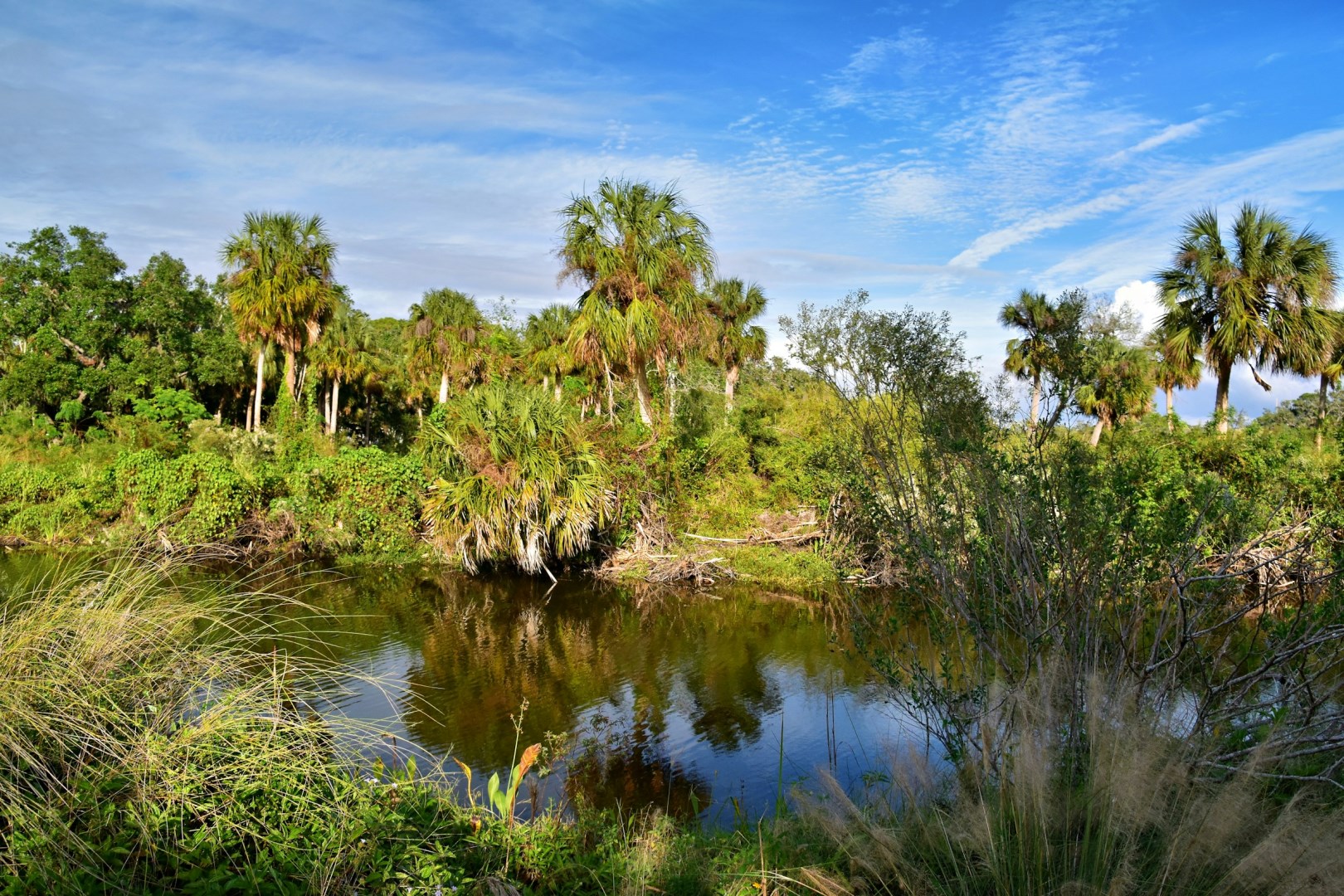 Red Bug Slough Preserve - Photo Credit: Photo by Jeffrey Eisen on Unsplash