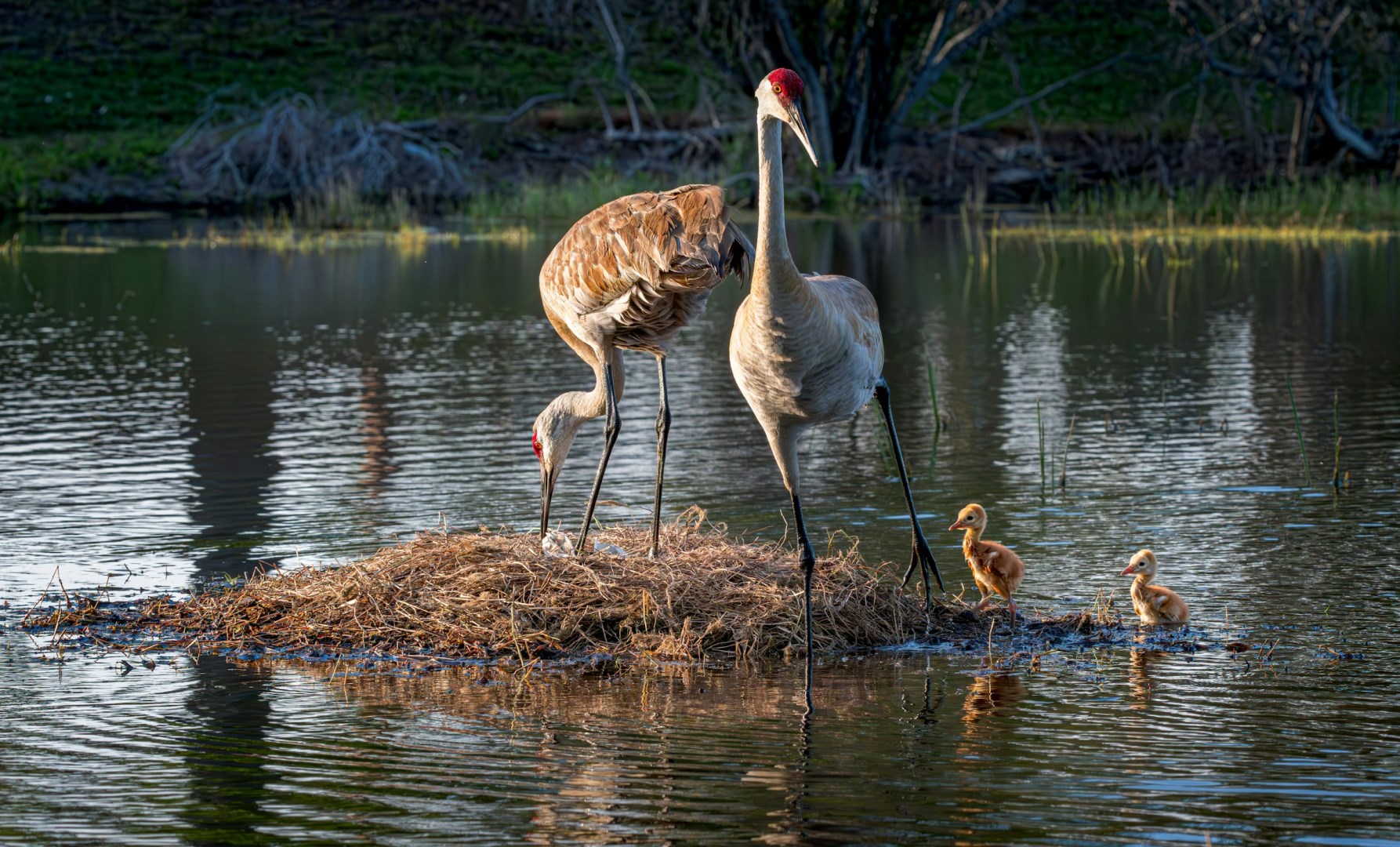 Sandhill Cranes - Photo Credit: Photo by Joseph Corl on Unsplash