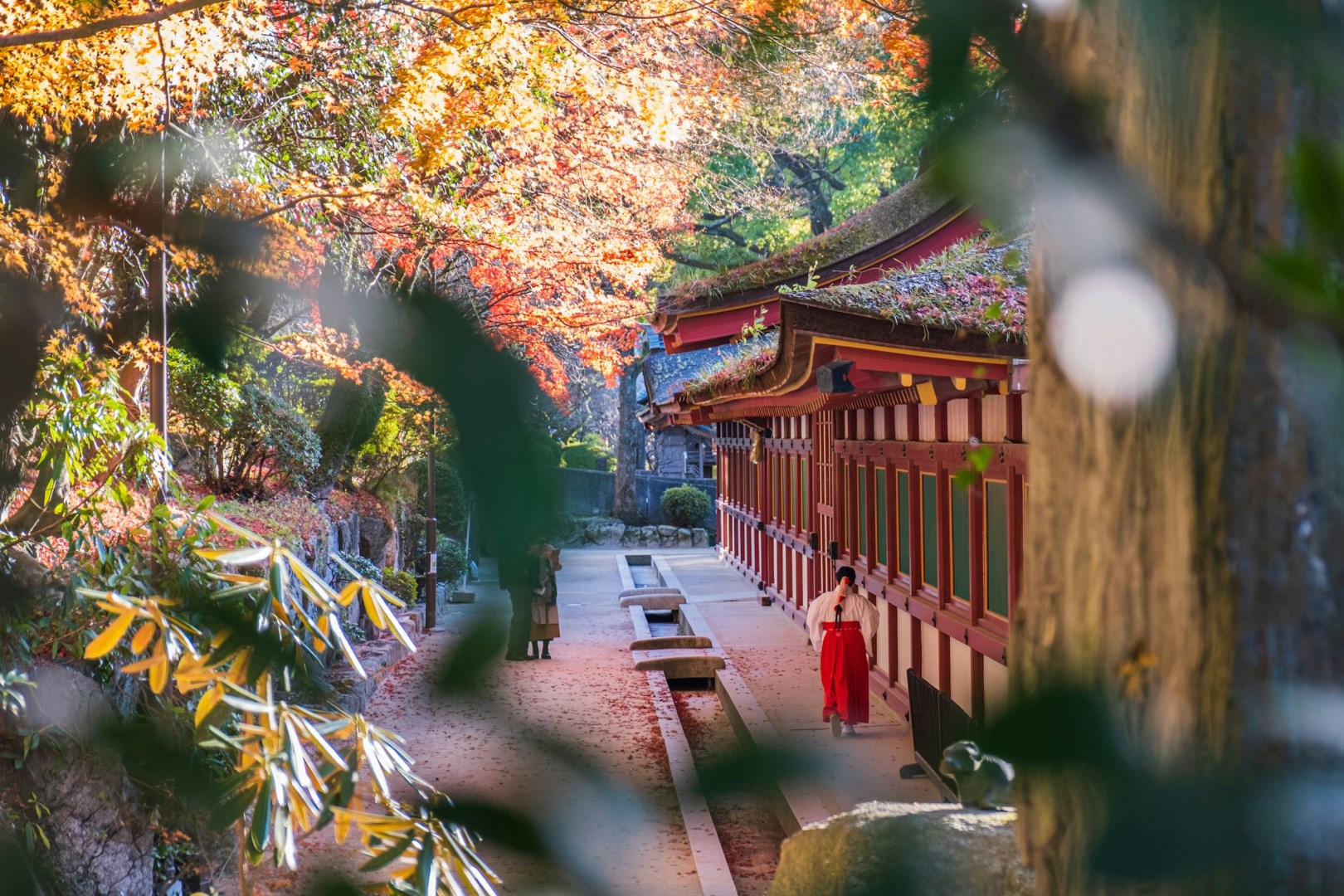  Photo Credit: Photo by Nichika Sakurai on Unsplash