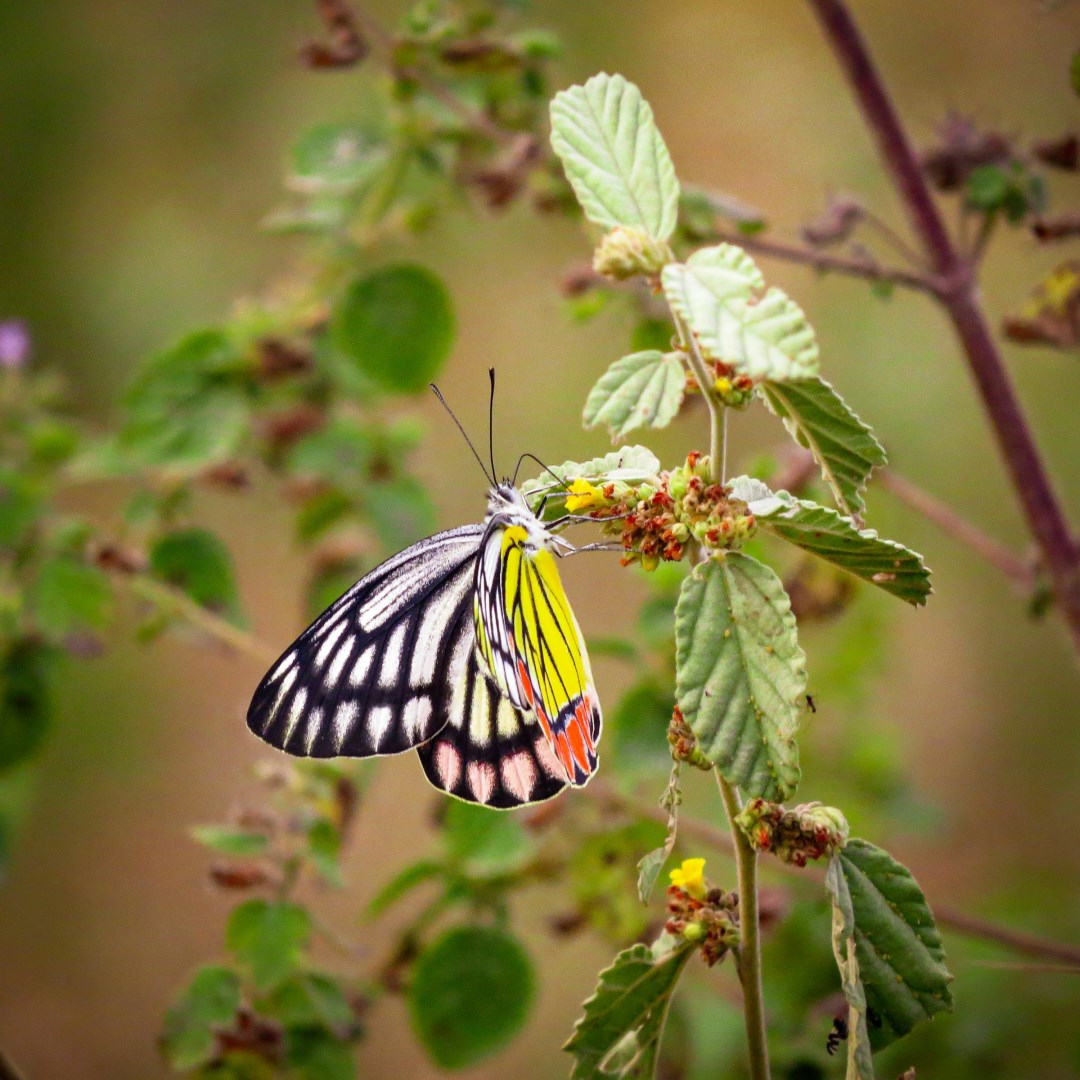 Common Jezebel Butterfly - Photo Credit: Photo by Anand Ramavath on Unsplash