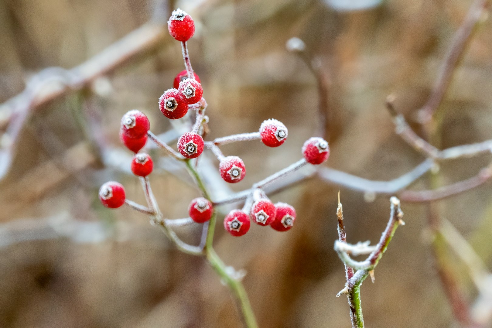 Wildwood Preserve MetroPark - Photo Credit: Photo by Cathy Holewinski on Unsplash