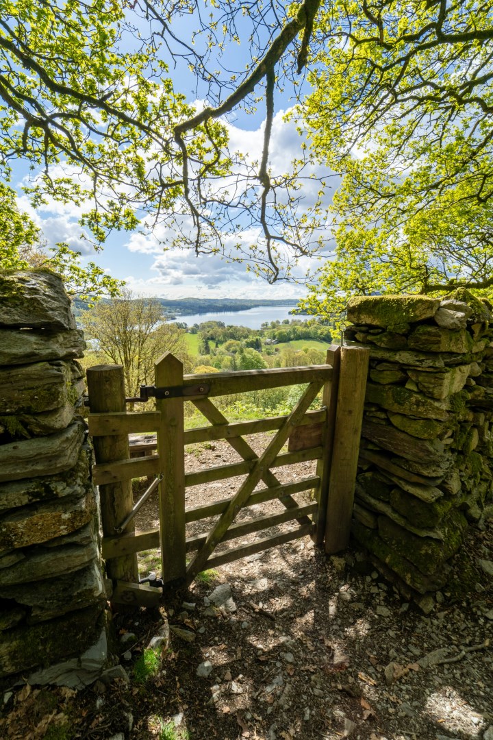 Fishgarths Wood - Photo Credit: Photo by Jonny Gios on Unsplash