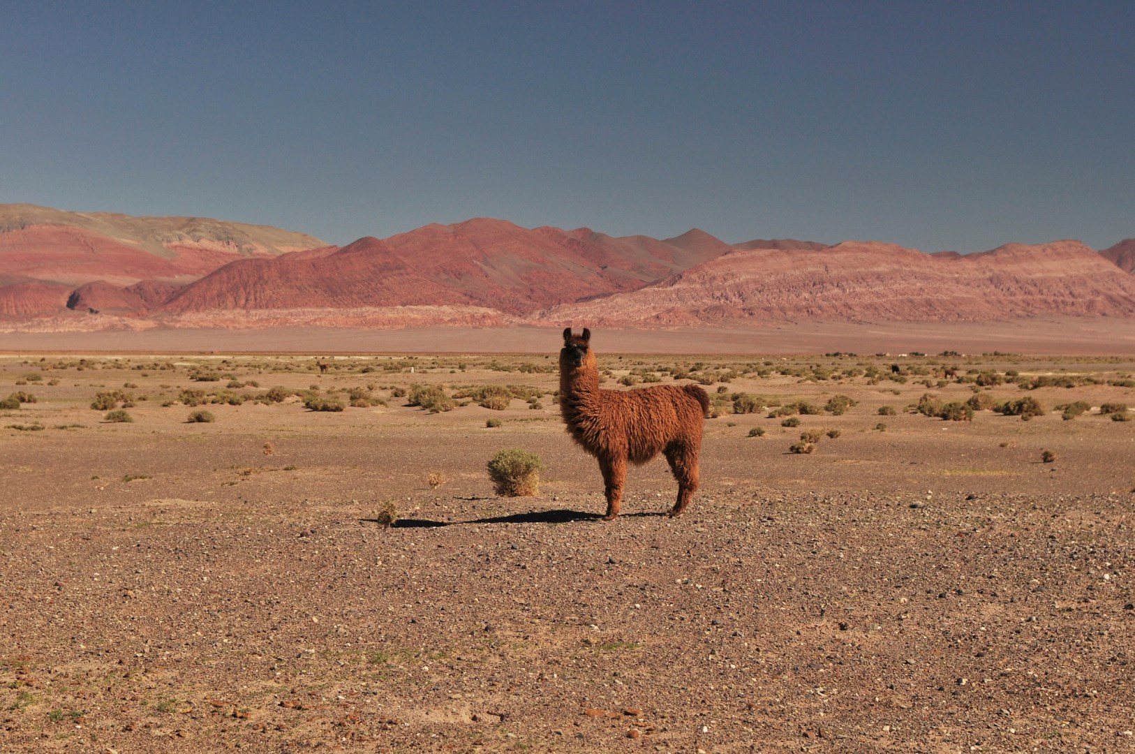  Photo Credit: Photo by javier dolfi on Unsplash