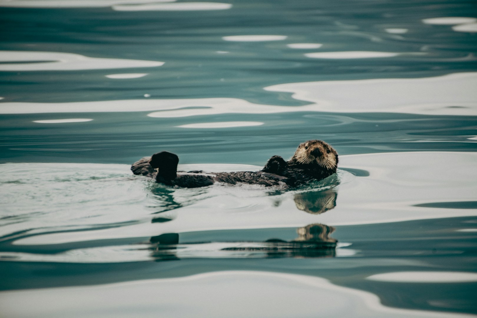 Photo Credit: Photo by Corey Simoneau on Unsplash