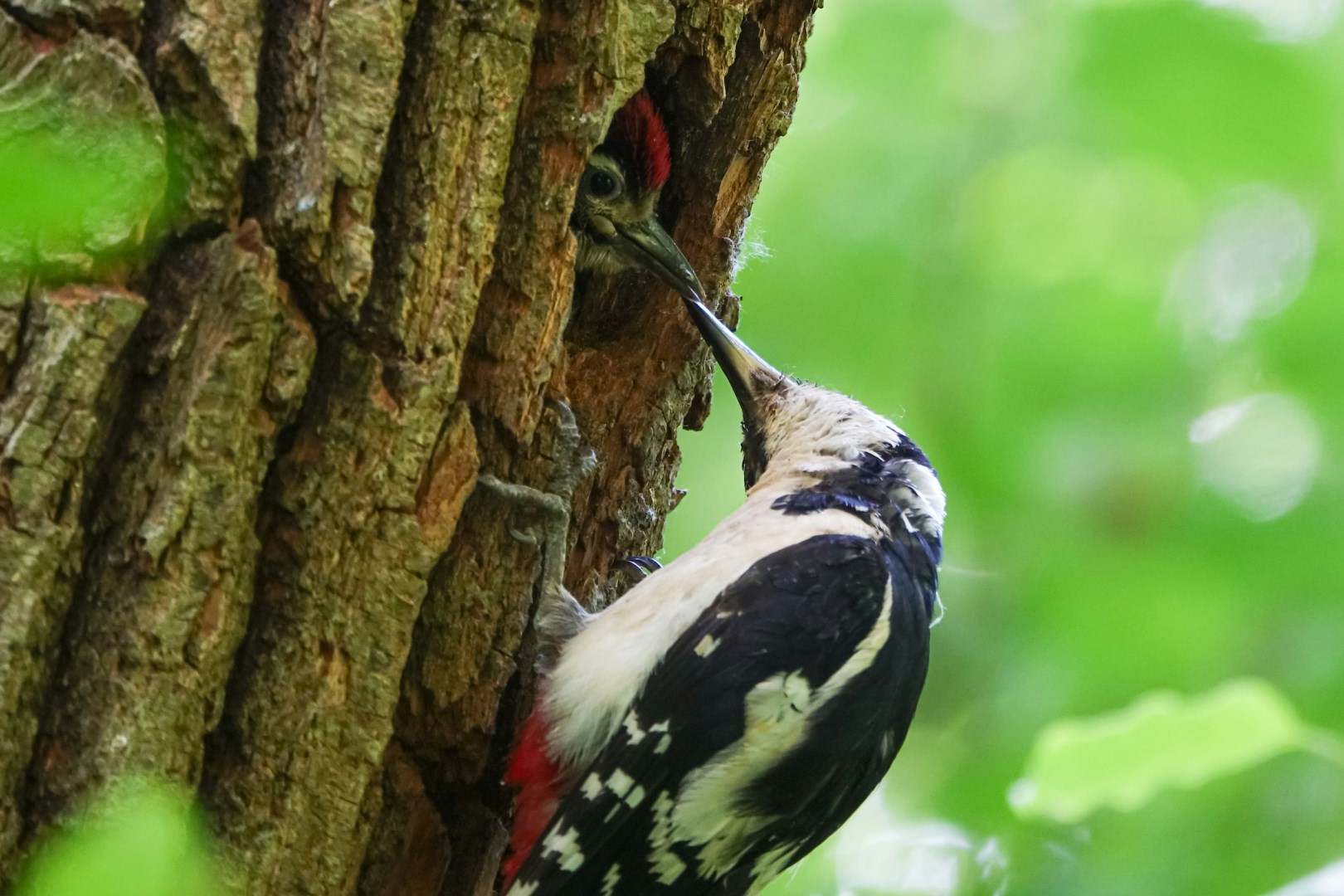 great spotted woodpecker - Photo Credit: Photo by Adrien Stachowiak on Unsplash