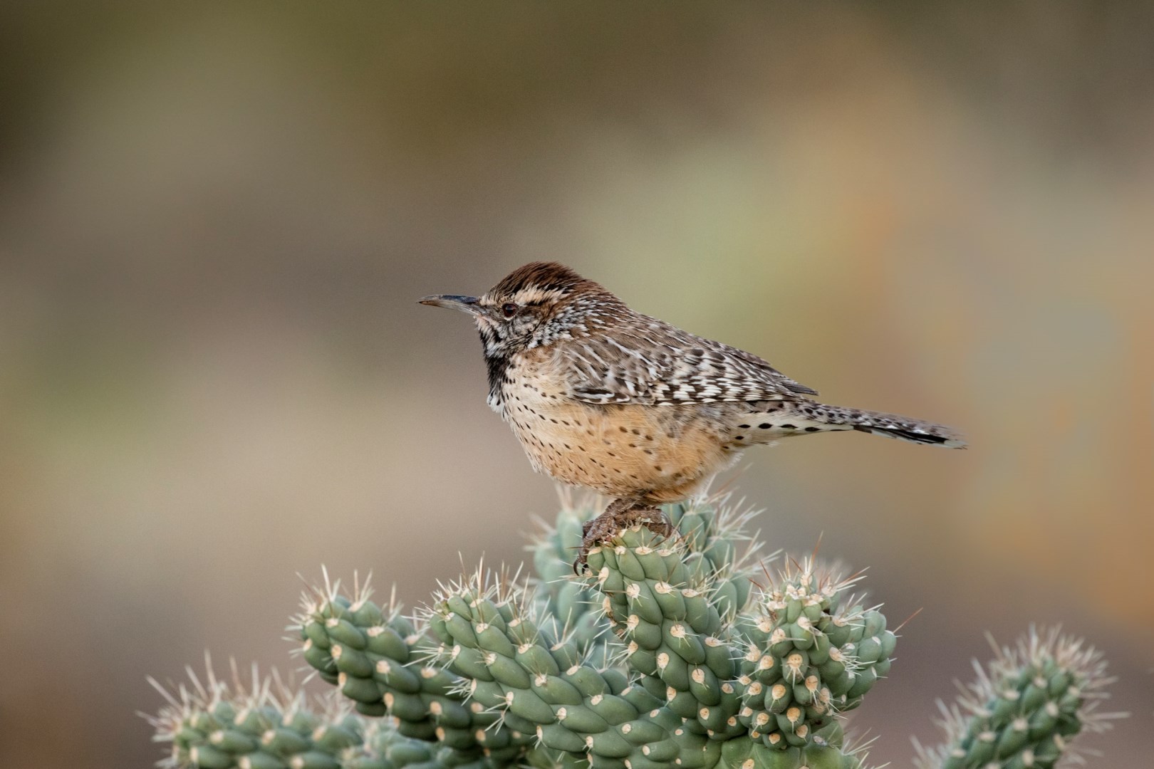 Cactus Wren - Photo Credit: Photo by Dulcey Lima on Unsplash