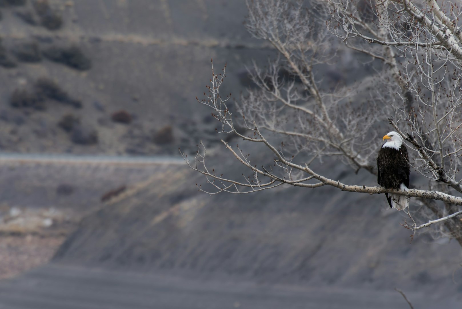  Photo Credit: Photo by Nathan Anderson on Unsplash
