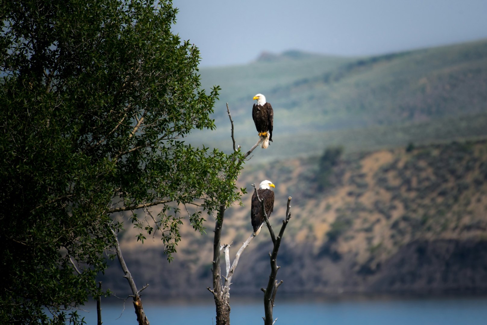 Eagles in Kremmling - Photo Credit: Photo by Nathan Anderson on Unsplash