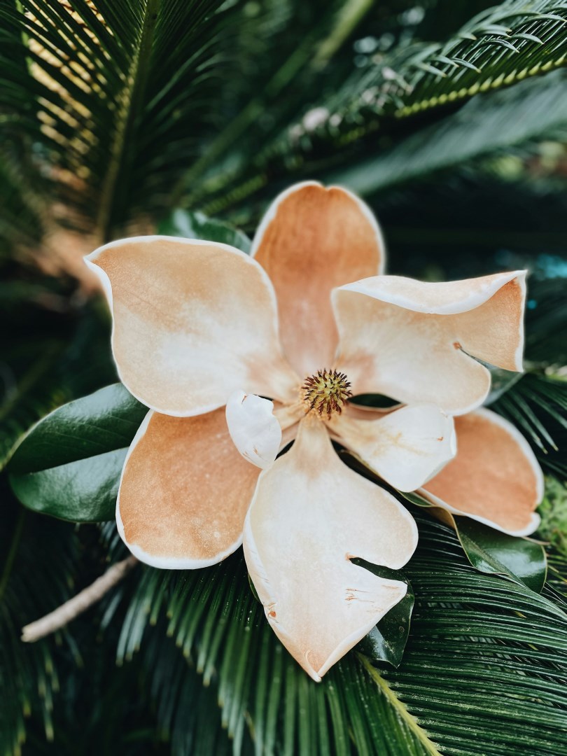  Photo Credit: Photo by Chelsea Audibert on Unsplash