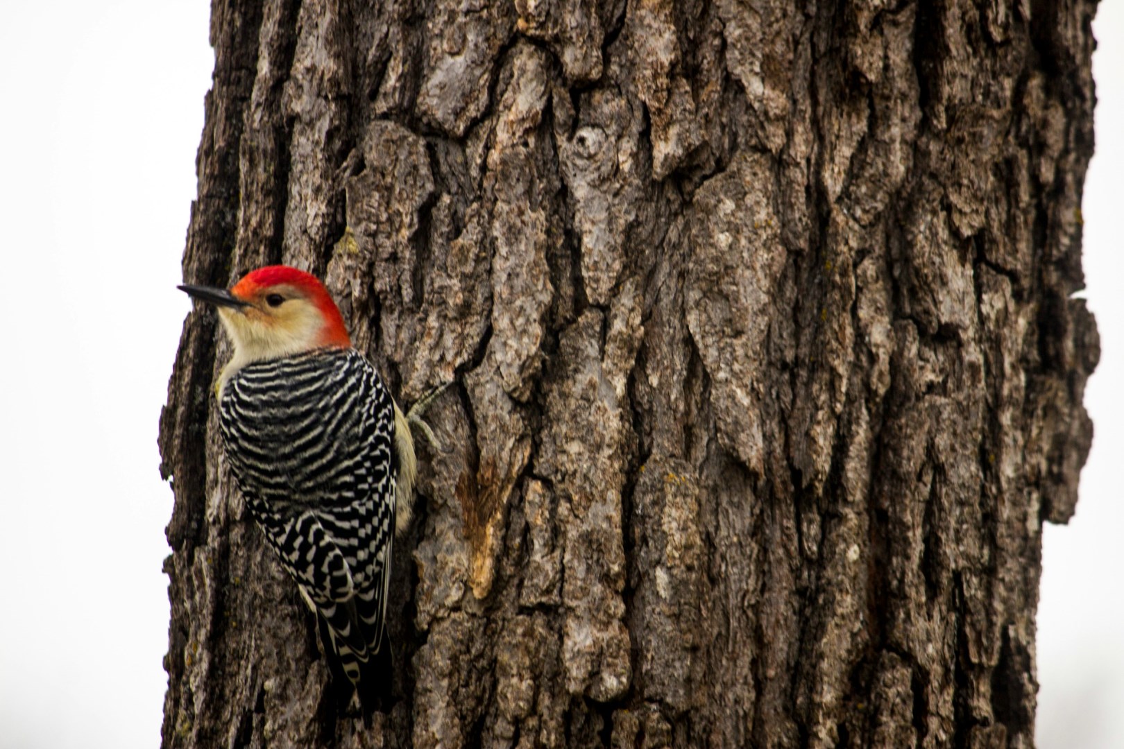 Ladderback woodpecker - Photo Credit: Photo by Gary Fultz on Unsplash