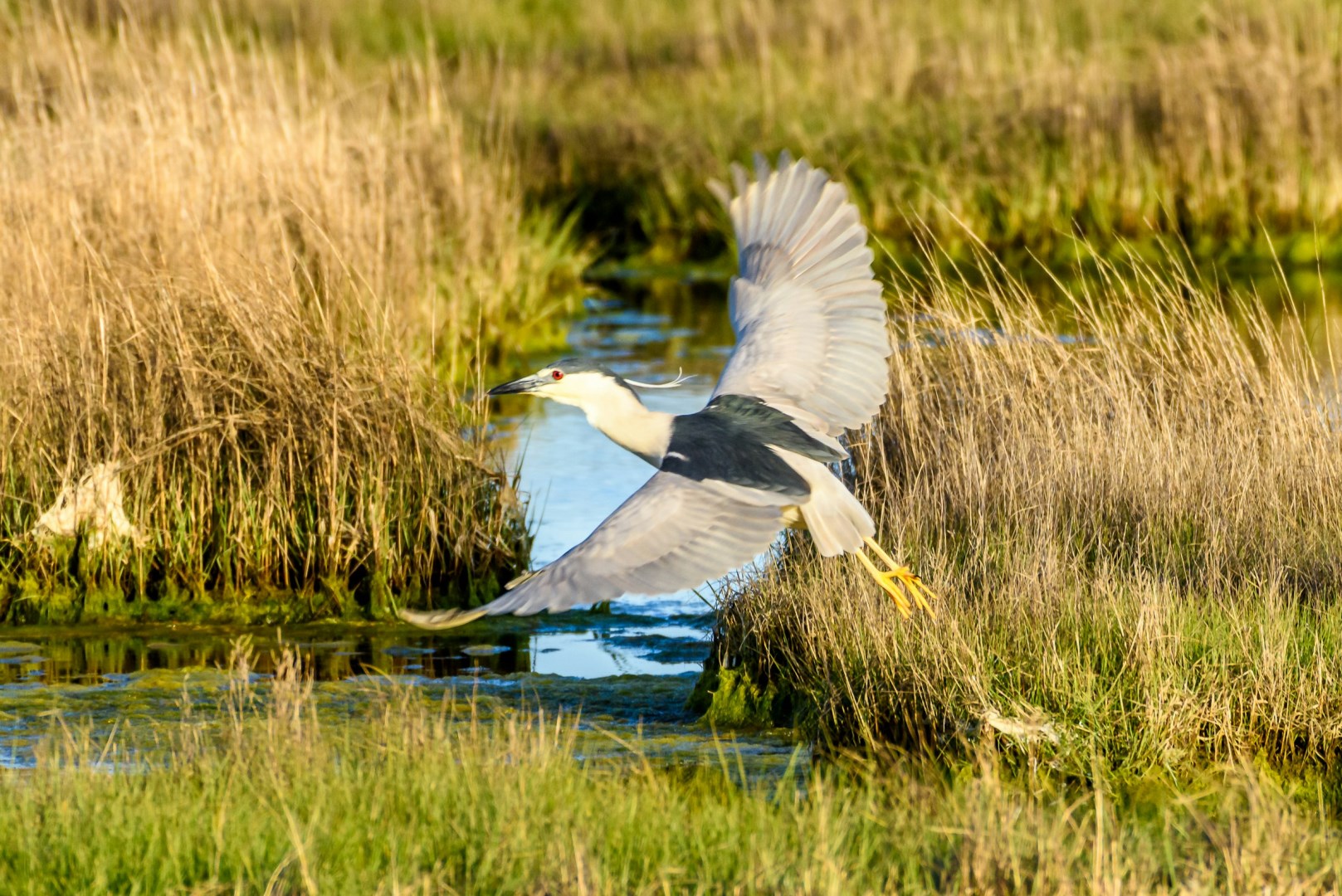 Black-crowned Night-Heron at Stone Harbor - Photo Credit: Photo by Steve Adams on Unsplash