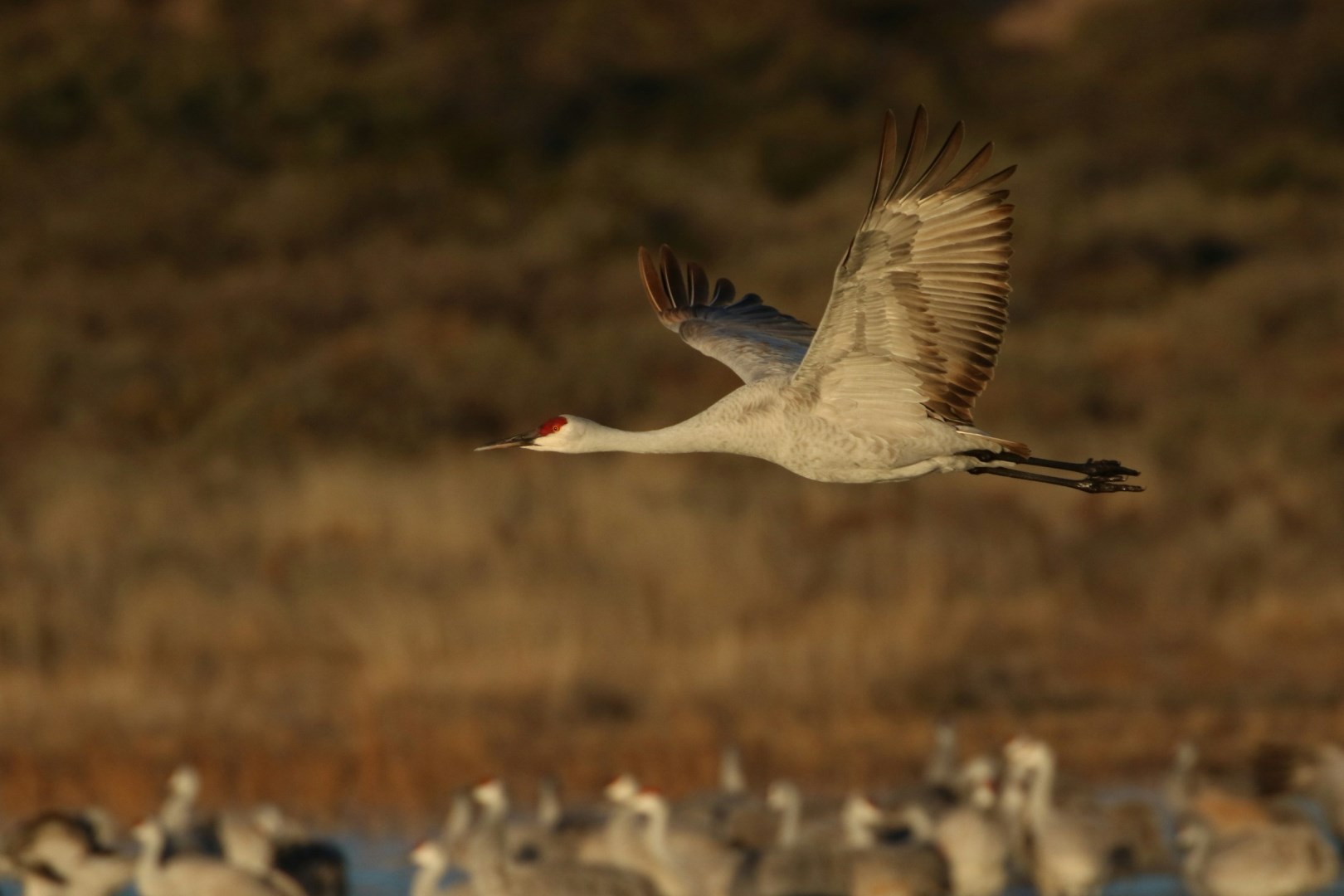 Sandhill Crane at Bosque del Apache Wildlife Refuge - Photo Credit: Photo by John Duncan on Unsplash