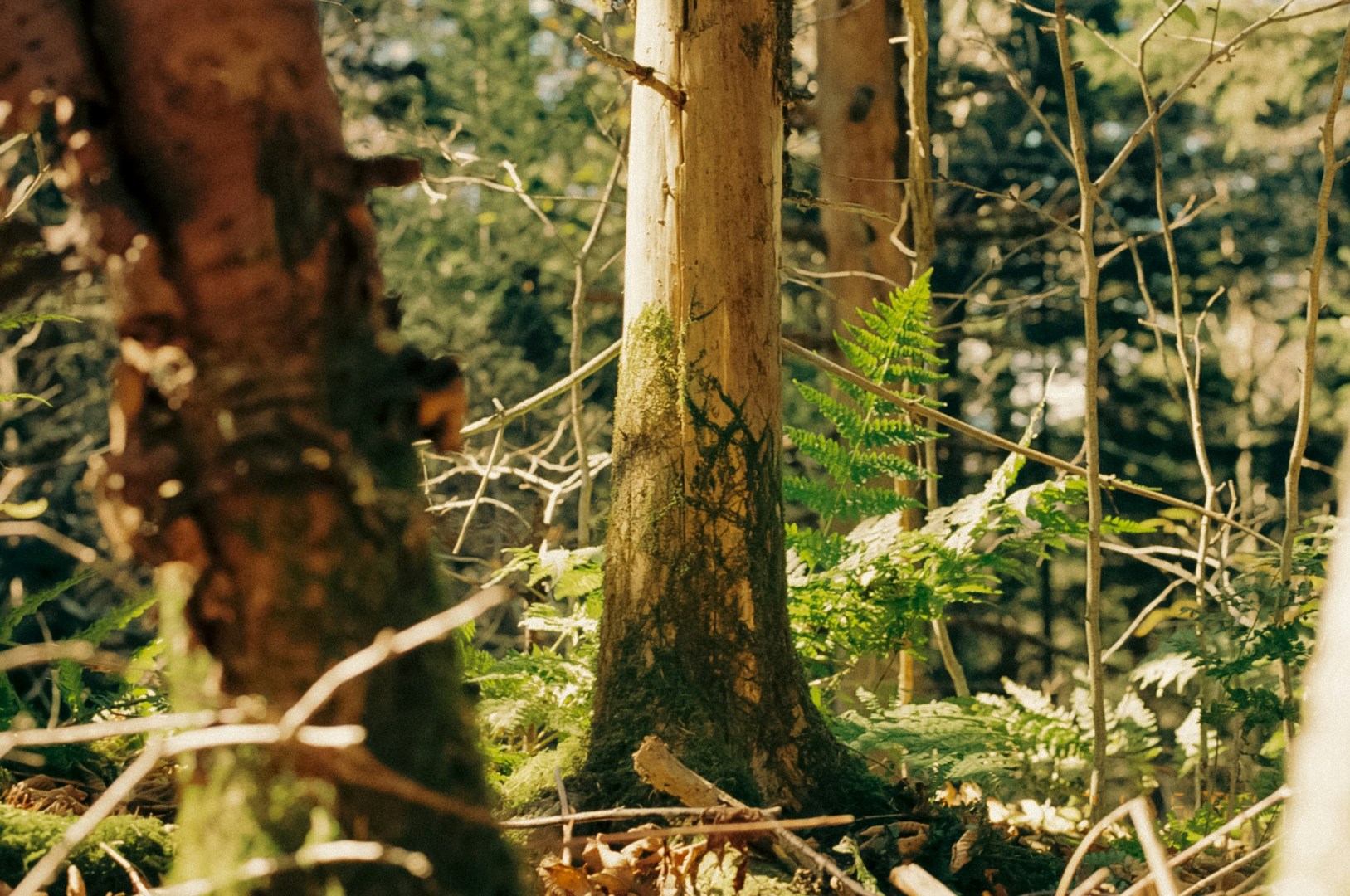  Photo Credit: Photo by Liza Rusalskaya on Unsplash
