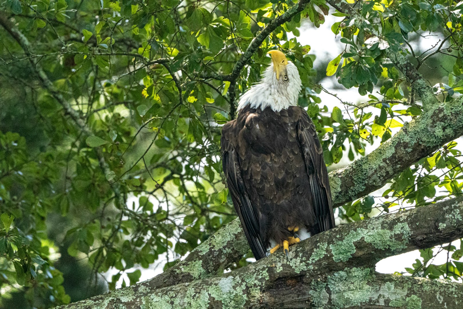 Bald Eagle at Hiwassee Island - Photo Credit: Photo by Susanne Alexander on Unsplash