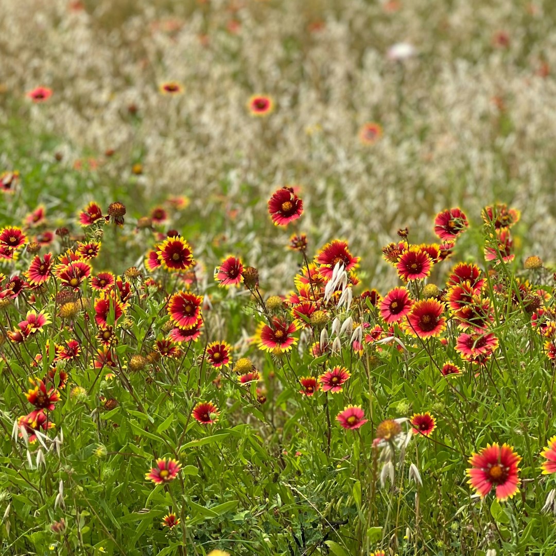  Photo Credit: Photo by Lesli Whitecotton on Unsplash