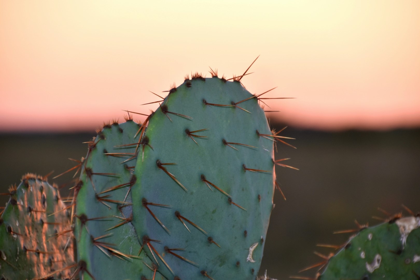  Photo Credit: Photo by Lesli Whitecotton on Unsplash