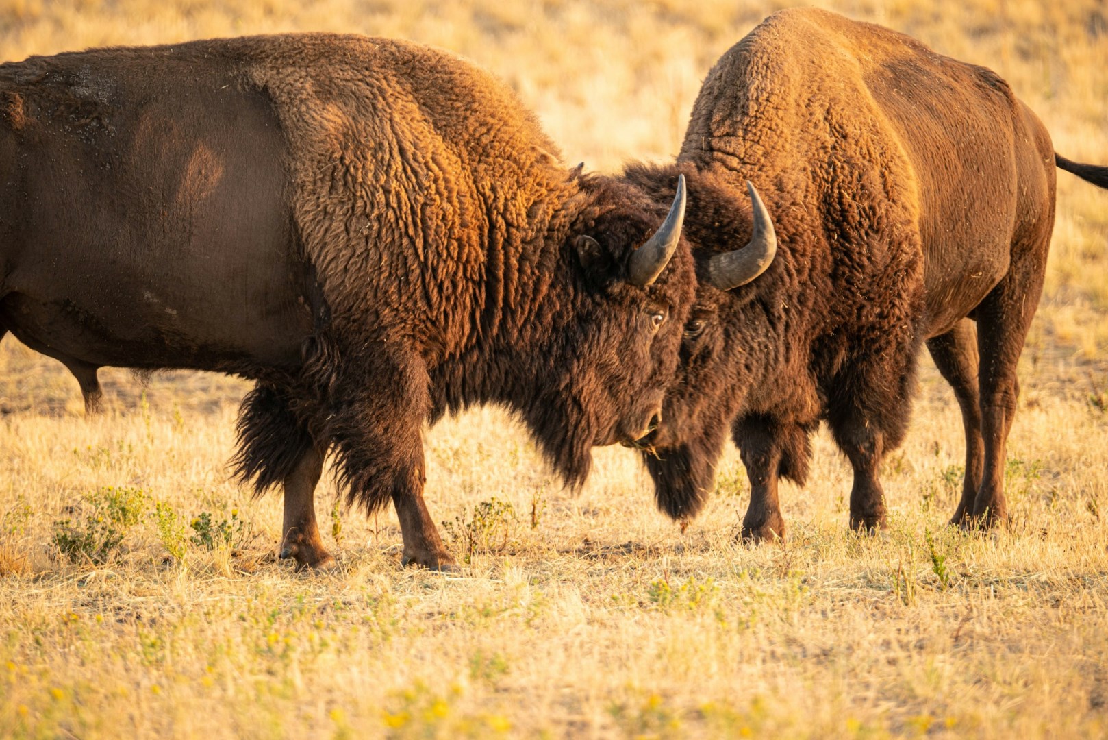 Antelope Island - Photo Credit: Photo by Mark Koch on Unsplash