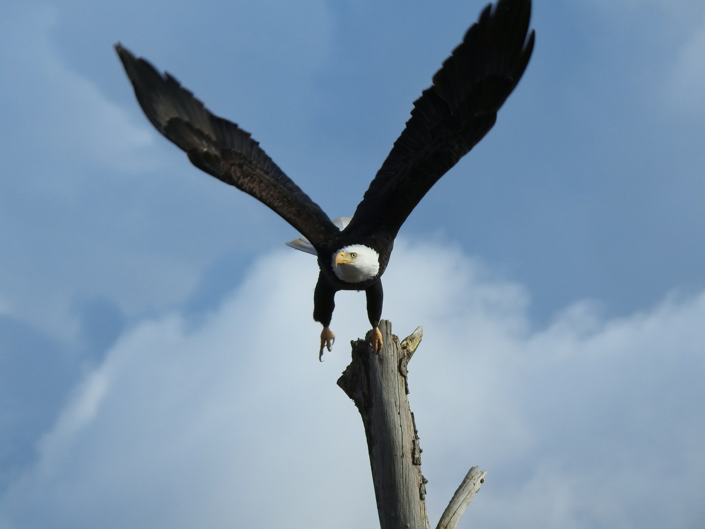 Eagle in Skagit Valley - Photo Credit: Photo by John Peters on Unsplash