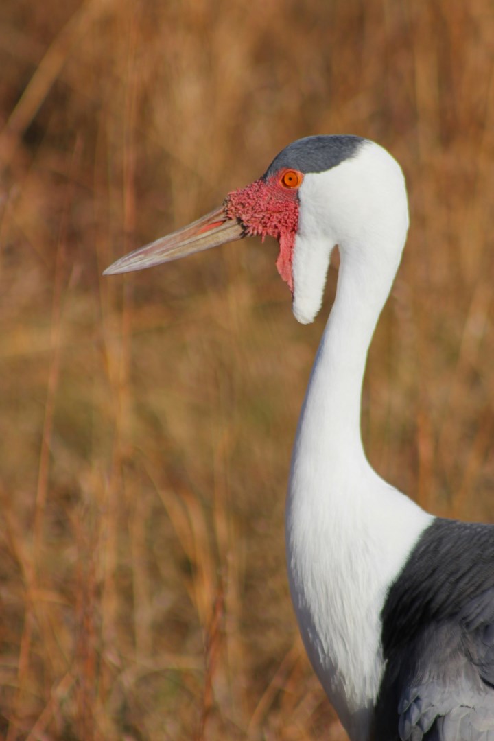 Wattled Crane in Baraboo - Photo Credit: Photo by Amy Pendowski on Unsplash
