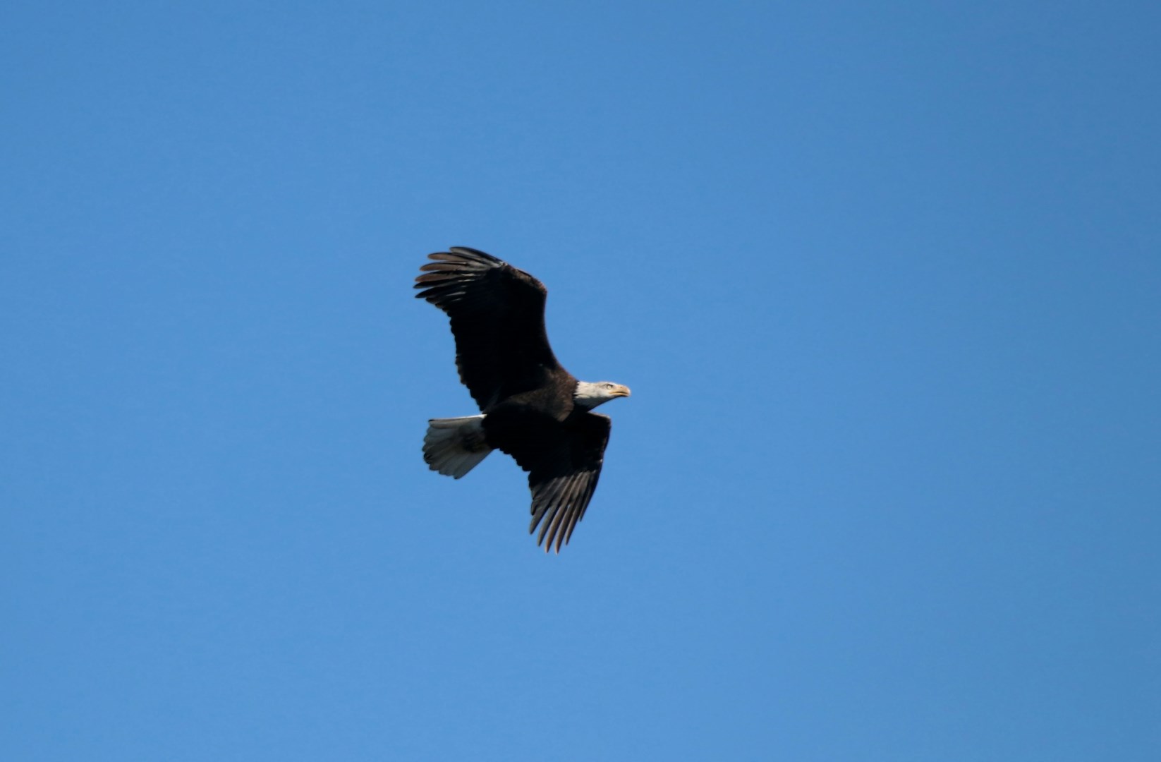 Bald Eagle flying over Rob Roy Reservoir - Photo Credit: Photo by Preston A Larimer on Unsplash