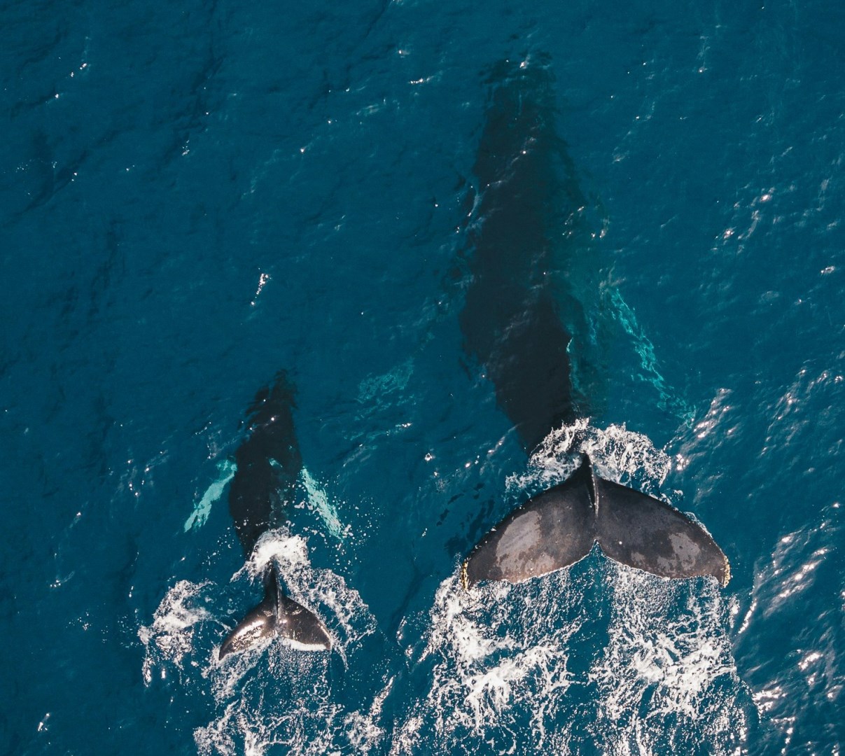 Whales - Photo Credit: Photo by guille pozzi on Unsplash
