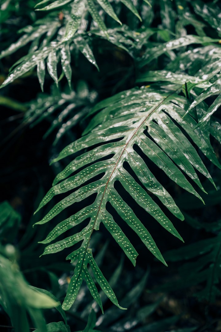  Photo Credit: Photo by Peter Thomas on Unsplash