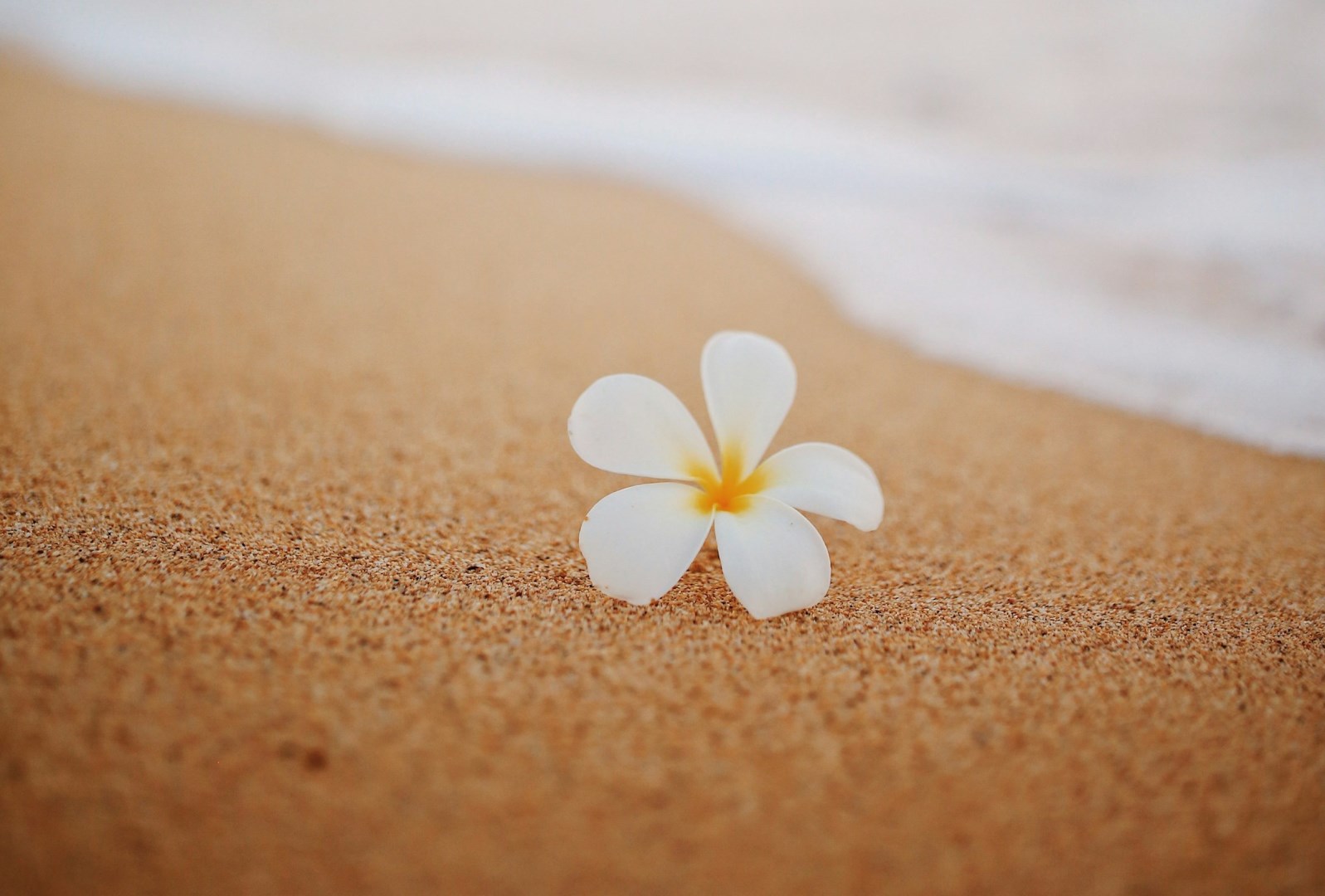Plumeria - Photo Credit: Photo by Emily Shirron on Unsplash