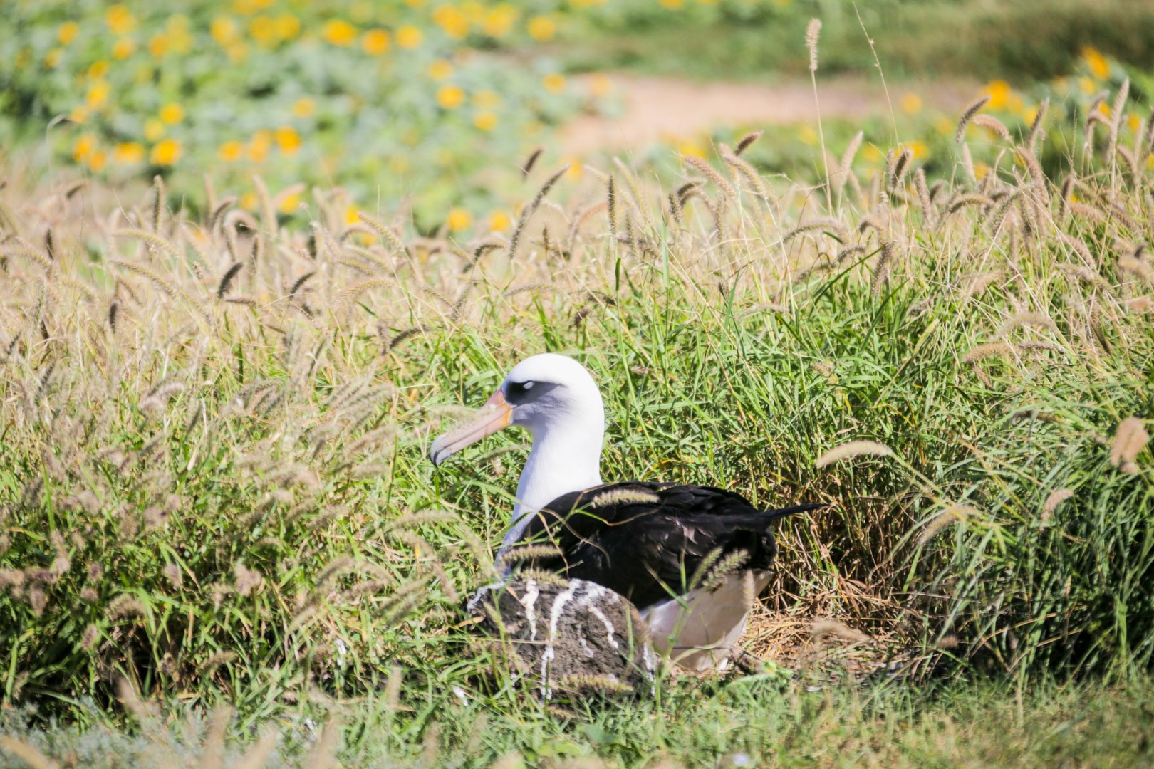 Laysan Albatross nesting - Photo Credit: Photo by Jake Bergen on Unsplash