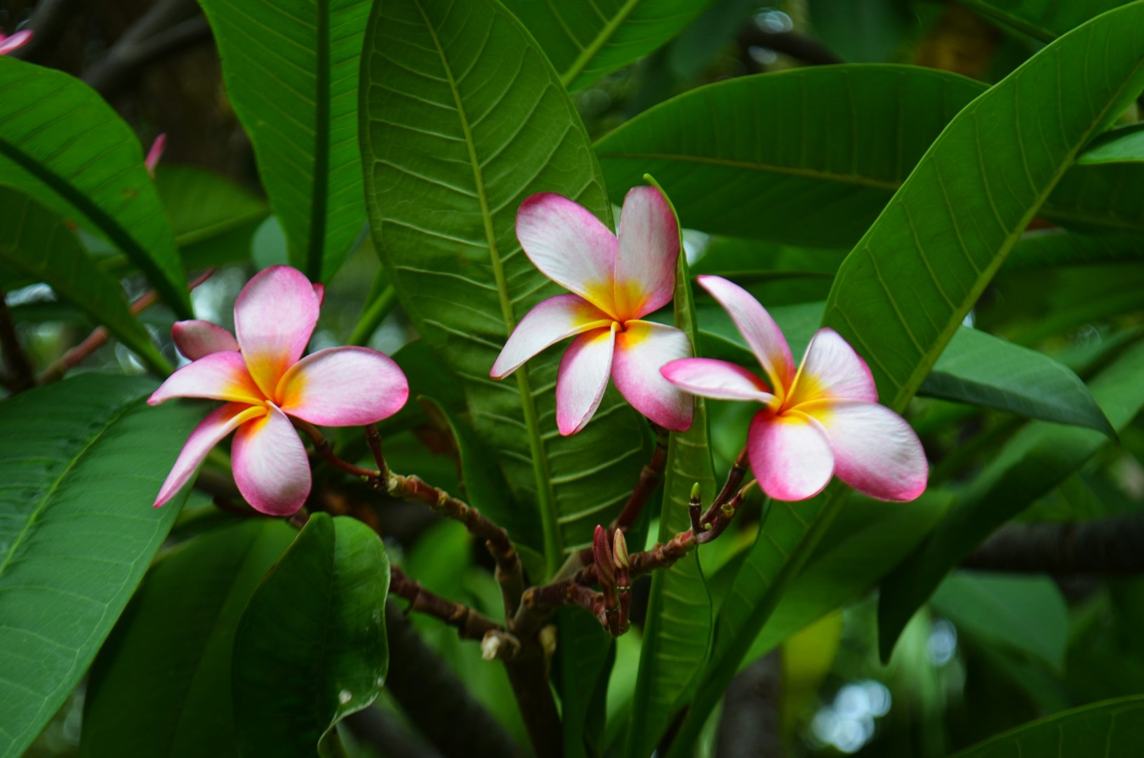 Plumeria - Photo Credit: Photo by Ariana Kaminski on Unsplash