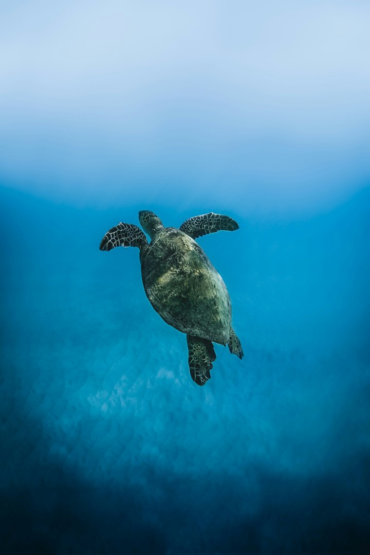  Photo Credit: Photo by Peter Thomas on Unsplash