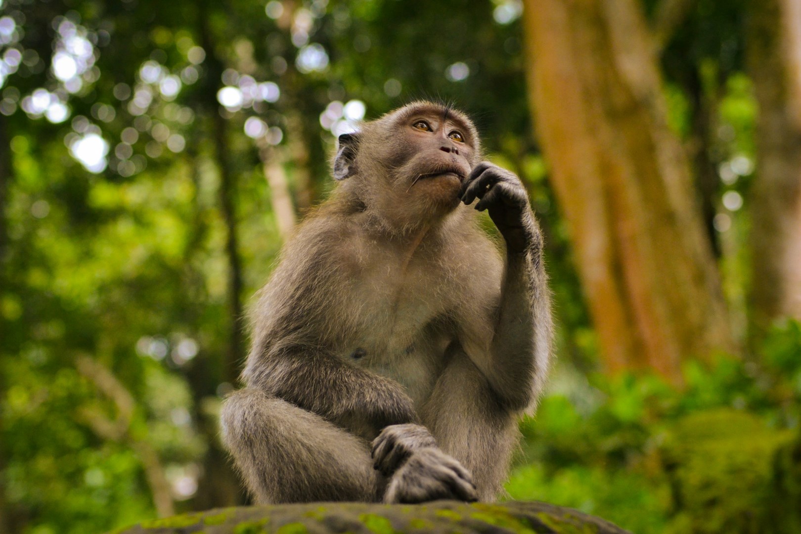 Monkey Forest - Photo Credit: Photo by Juan Rumimpunu on Unsplash