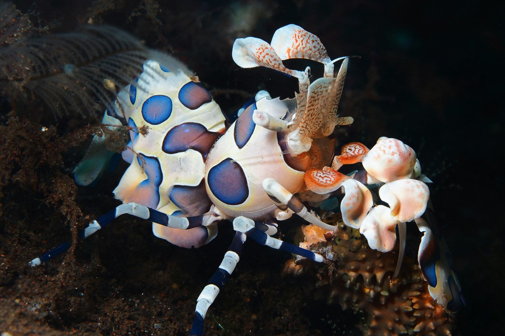 Harlequin Schrimp - Photo Credit: Photo by Pascal van de Vendel on Unsplash