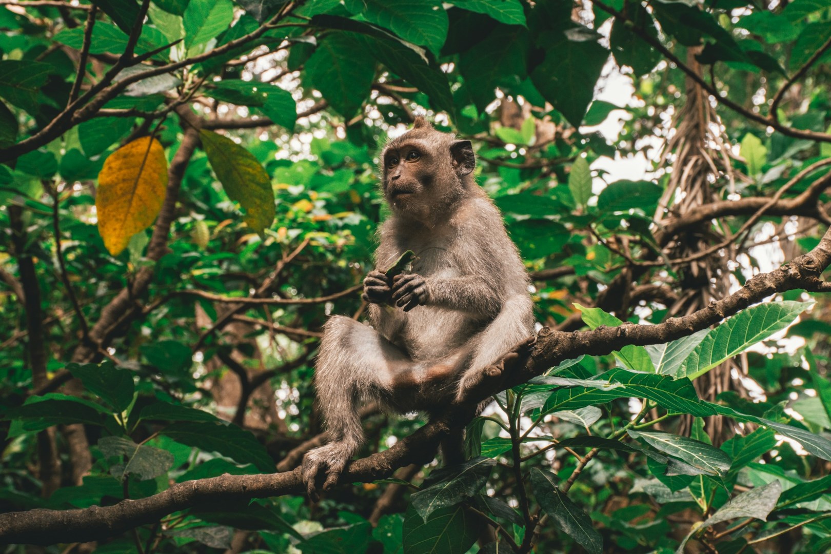 Monkey Forest - Photo Credit: Photo by Unknown Wong on Unsplash
