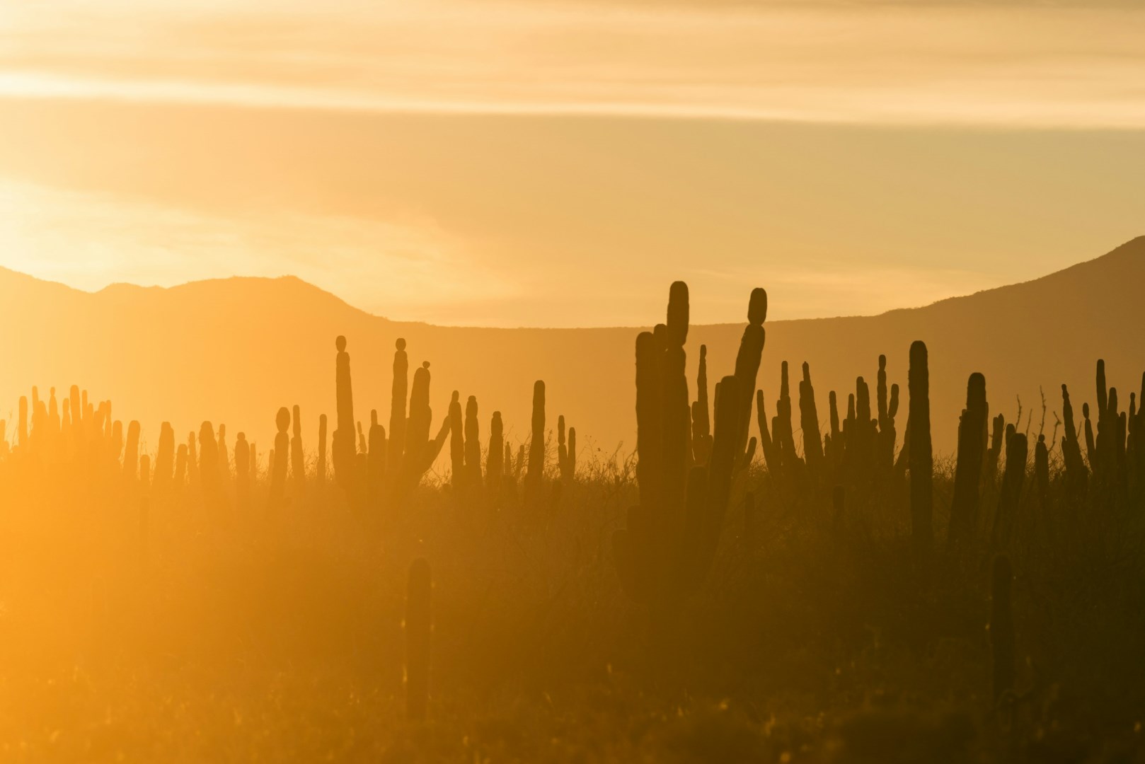  Photo Credit: Photo by Marcus Woodbridge on Unsplash